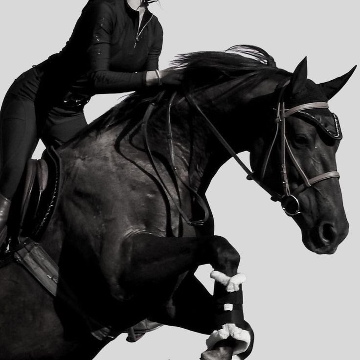 Horses🐎 (@thhorss) on Twitter photo 
