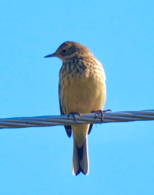 PeggyGierhart's tweet photo. American Pipit!
Found a flock of around 25 in a Wisconsin farm field this morning.
Fun to watch them๐
#pipit #birding #wisconsinbirds https://t.co/Itt2bN1kJE