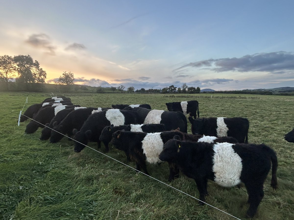 herdyshepherd1's tweet photo. We used to house 200 plus cattle I wouldn’t have believed anyone that said anything else was possible… you couldn’t pay me to house a cow now 

Tried both ways 

1100ft up in one of the wettest places in England with a short growing season, and still works https://t.co/r7aRUAl3Xe