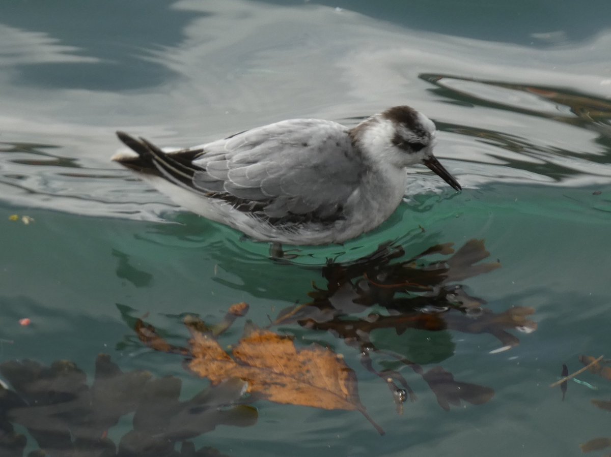 Alistair King tweet media