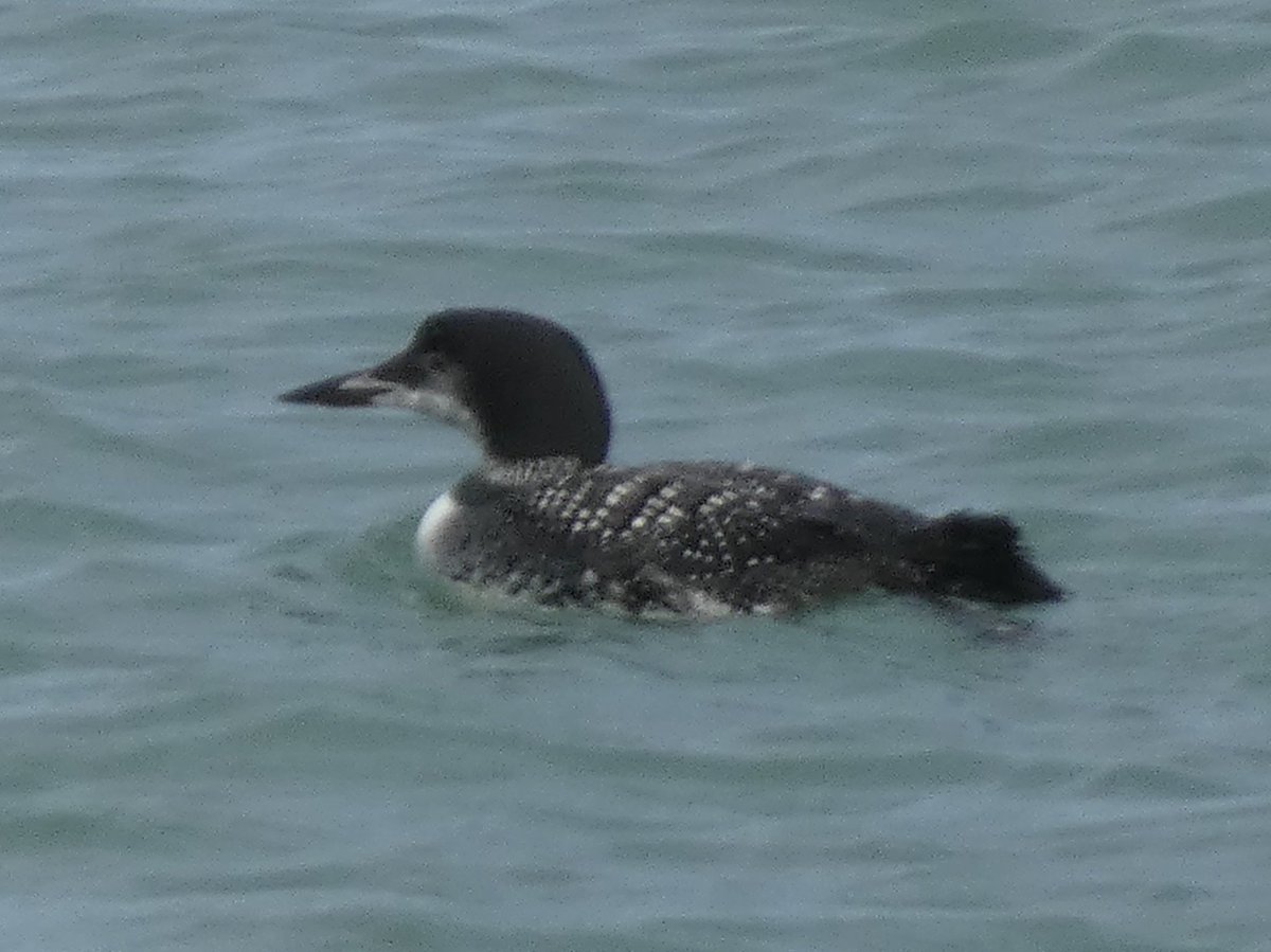 Alistair King tweet media