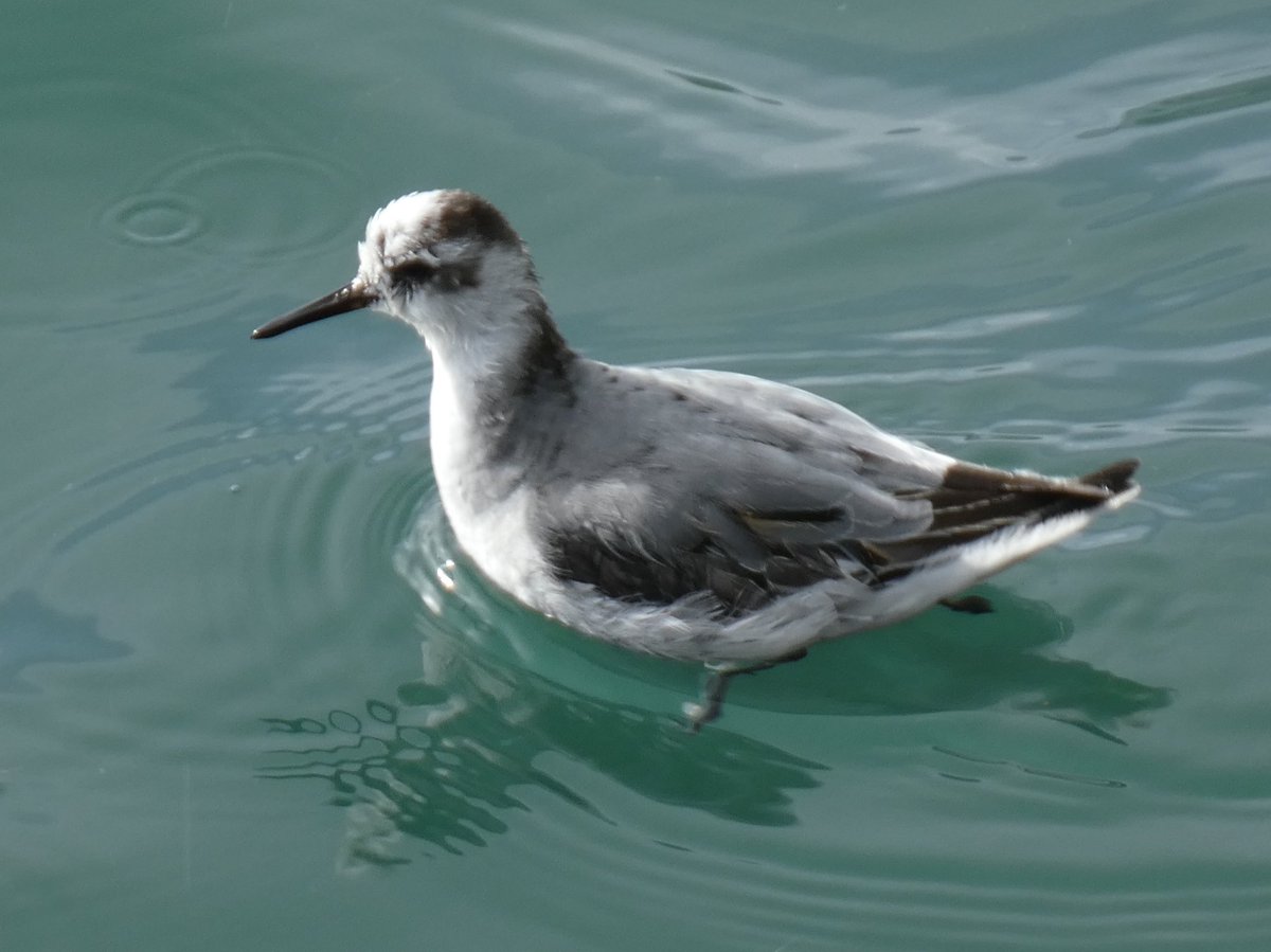 Alistair King tweet media