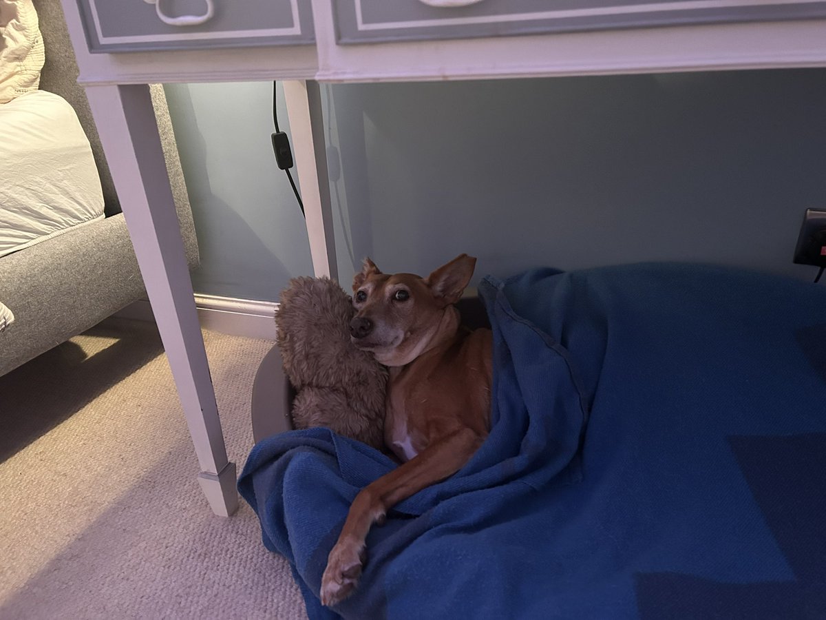 DavidCharlesE1's tweet photo. @ClassicFM our dog Rocky very happy with your selection on pet classics special - what fireworks…..is that food you have ? https://t.co/gmpaJybcnp
