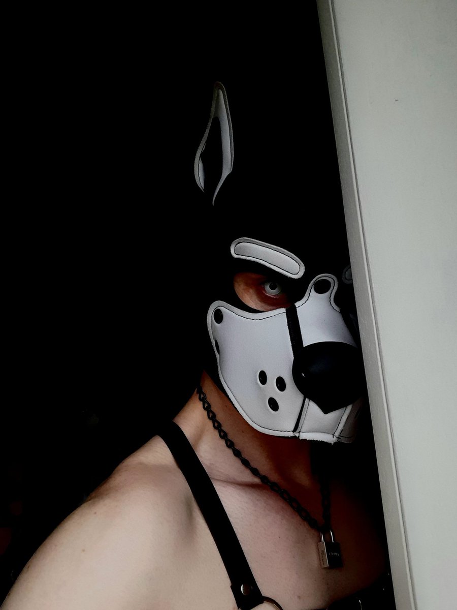 pupvaito's tweet photo. Did you check behind the curtains? 👁
.
.
.
#pupplay #pupplaycommunity #pup #puppy #gaypuppyplay #gaypuppy #gaypup #gay #humanpup #gaybelgium #puphood #spooky #mrsleather #colorcontacts https://t.co/2PL8H7W1gM