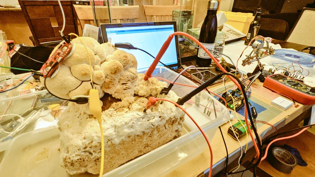 Morgan Rockwell 🍄 tweet media