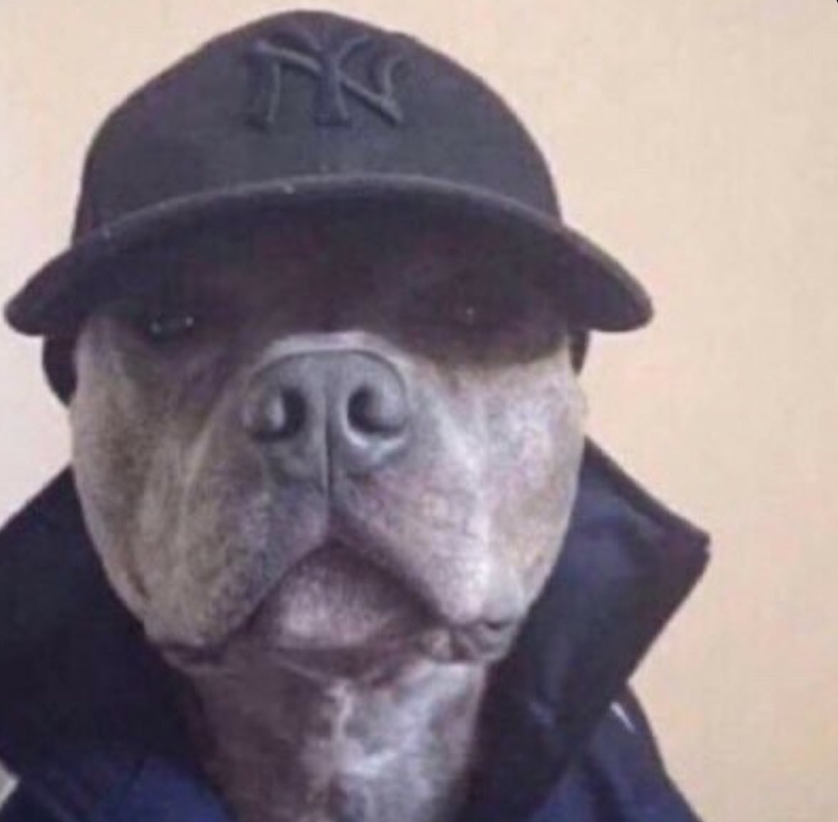 <a href="/jjaapp11/">Jackson Powell</a>