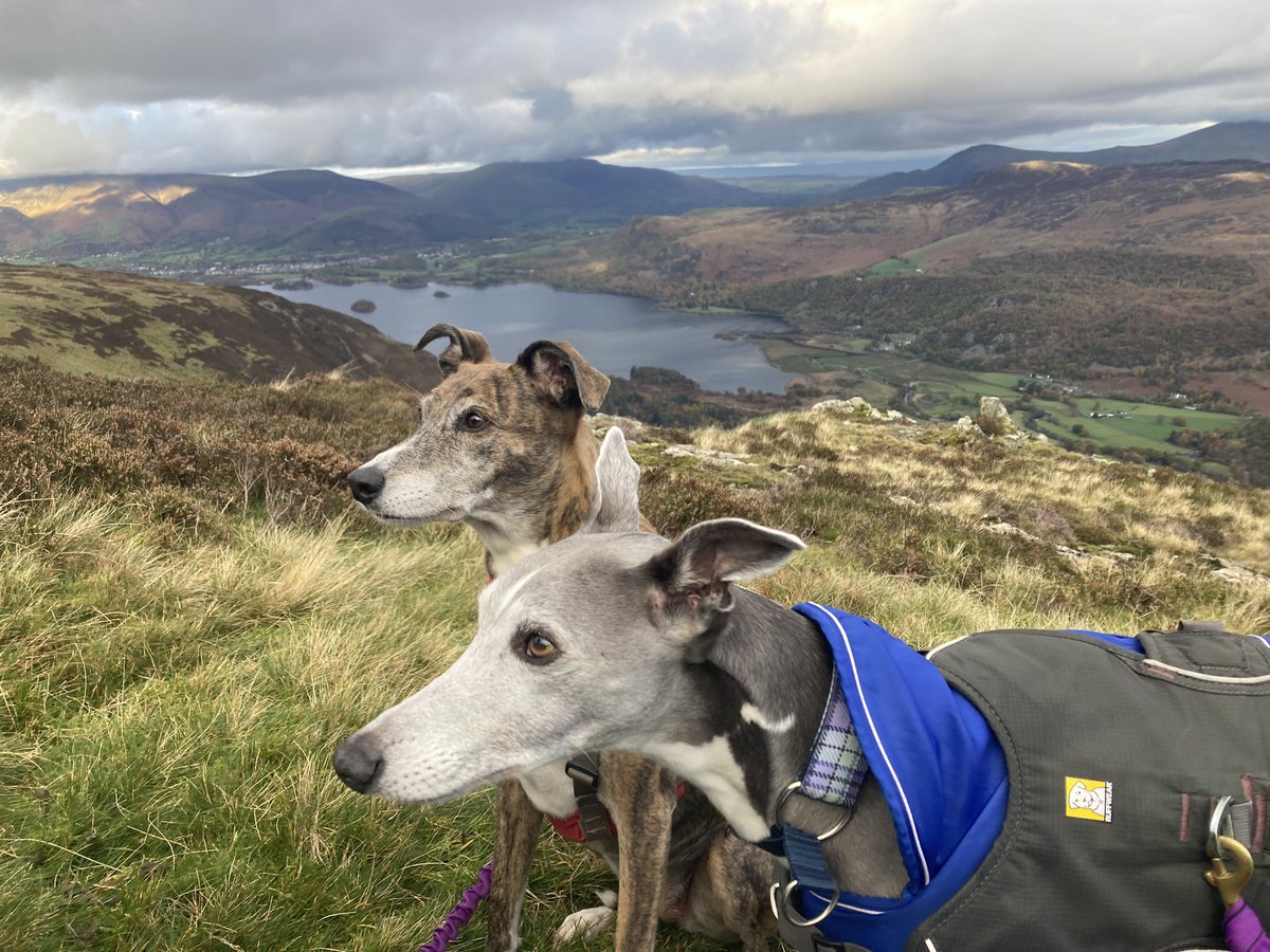ratherbrunning's tweet image. Some nice light on Catbells yesterday on an afternoon walk. The fells were quiet once past the busy top. Not sure I’ve ever been done the Newlands Valleys from Dale Head before. Loving the autumn colours #lakedistrict #highspy #maidenmoor #houndsonhills