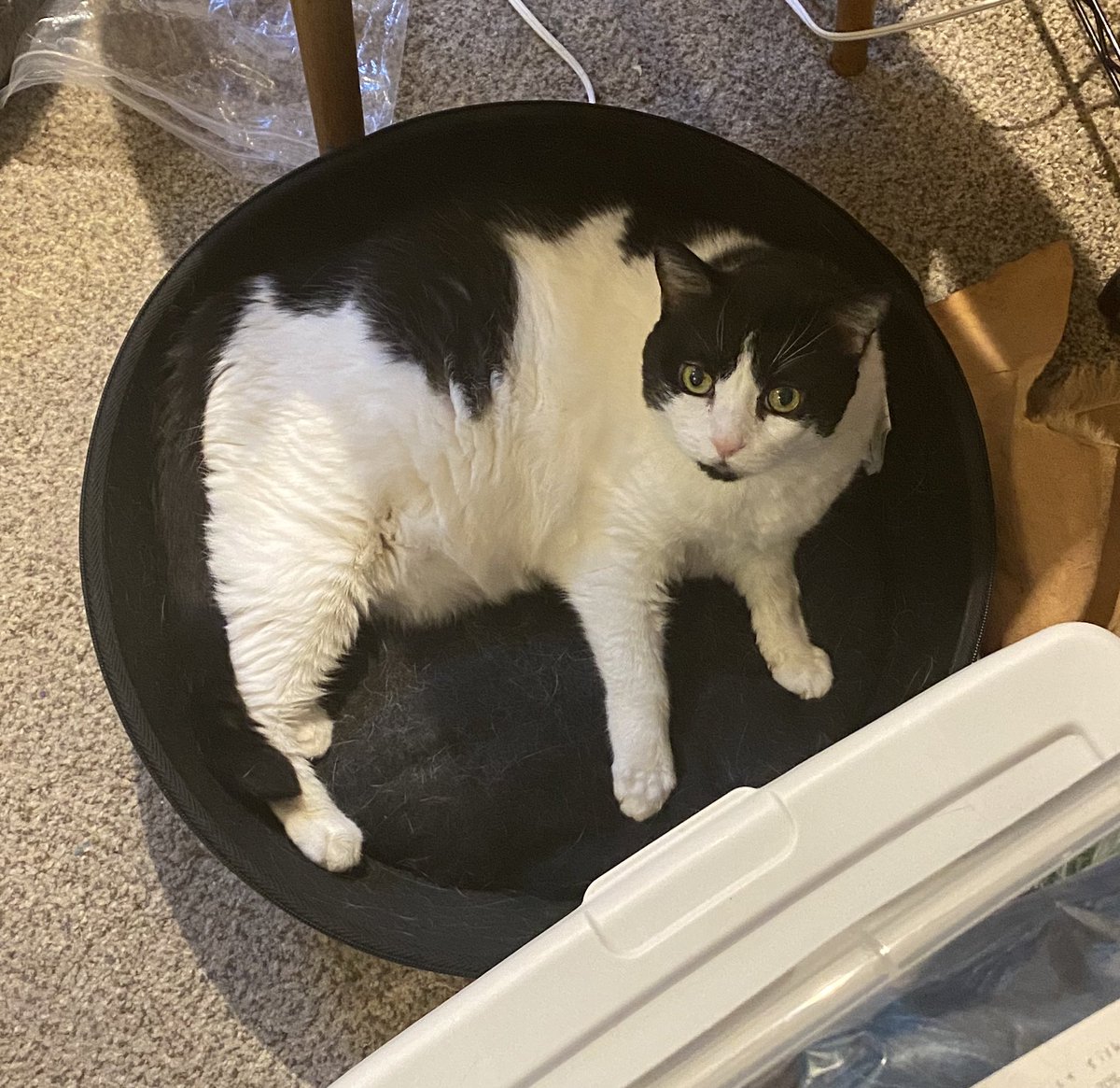RobinKittykin's tweet photo. @_Daks_ @JortsTheCat I’m glad to bring laughter to your day, then. 😸 She did not have petite little stiletto-paws like your girl but she didn’t need them. As far as I was concerned, she was perfect. https://t.co/qqR8cTuWLs