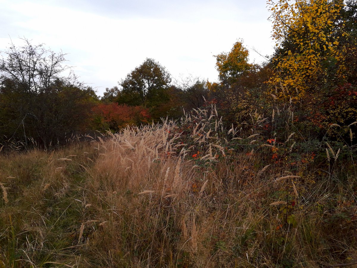 FlorinSumalan's tweet photo. Colors of Autumn, October 2023

#filmmaker #filmmaking #photography #cinematography #art #artasbeauty #nature #naturescenery #colorsofautumn #colorsoffall  #planetearth https://t.co/mfP3ZOQVL1