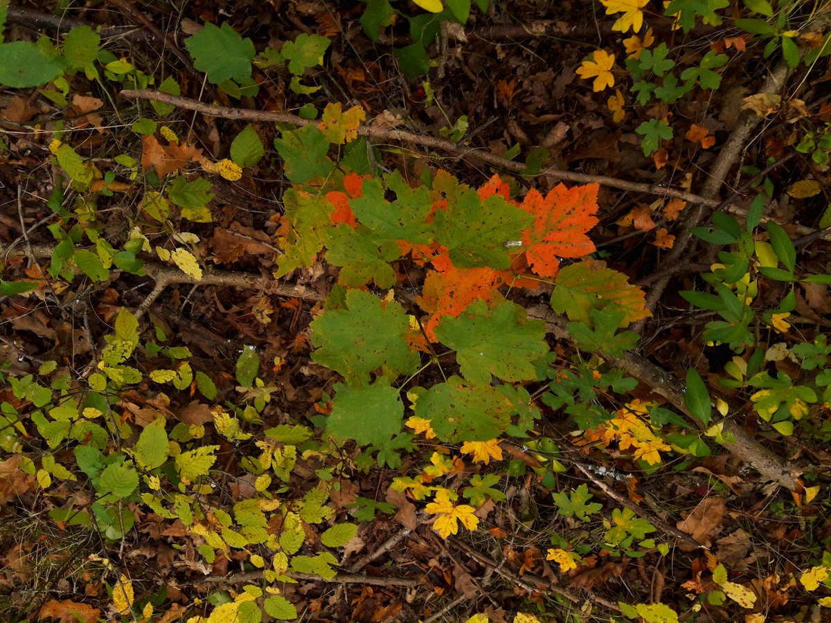 FlorinSumalan's tweet photo. Colors of Fall Season, October 2023

#filmmaker #filmmaking #photography #cinematography #art #artasbeauty #nature #plants  #planetearth https://t.co/YK7TZZZhJr