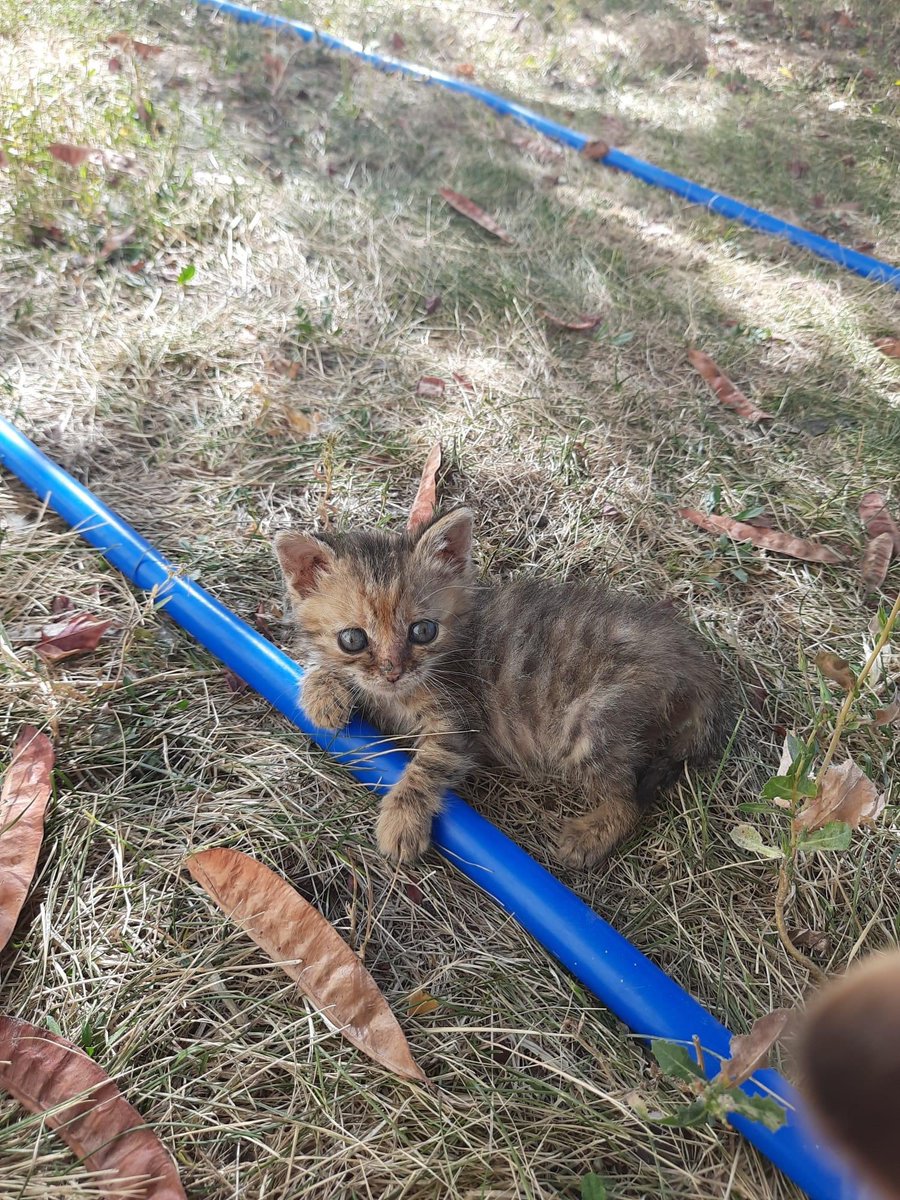 #ANKARA
Hayvan sevmeyen  insanlar bahçemize yavru kedi atıp gidiyorlar. Sahiplenmek isteyen olursa bana ulaşırsa sevinirim  Kızılay, Ulus  veya Sıhhıyeye getiririm ortak bi noktaya.Kediler Çubuk'ta ama ben getireceğim eğer ömürlük iyi bir yuvaları olursa .
05060234178