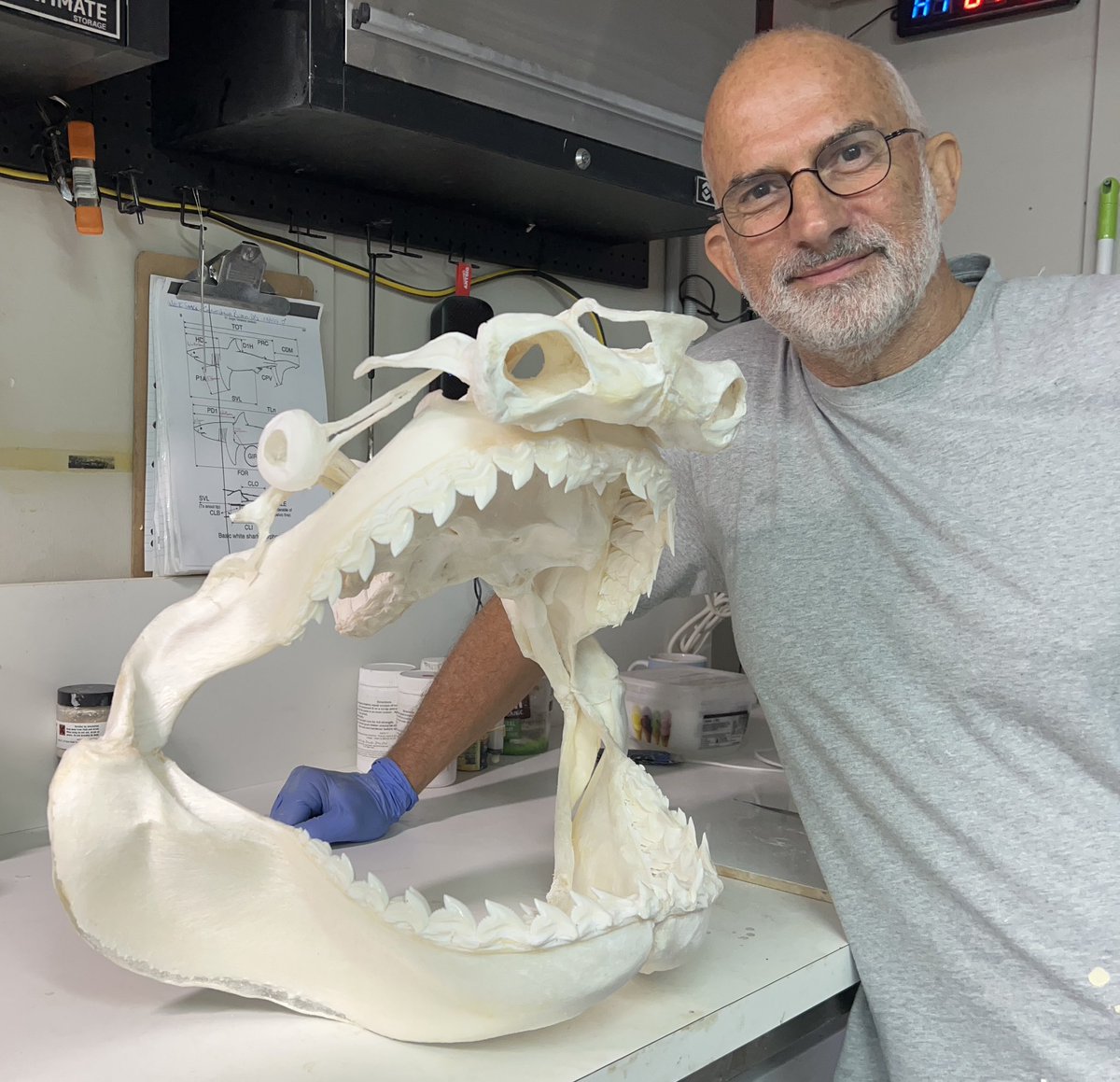 Finally finished this beautiful Tiger shark skull, going to its final destination to the Staatliches Museum für Naturkunde Karlsruhe, in Germany. I feel very honoured, as this will be my first museum piece in Europe #elasmomorph #tigersharks #sharkskull