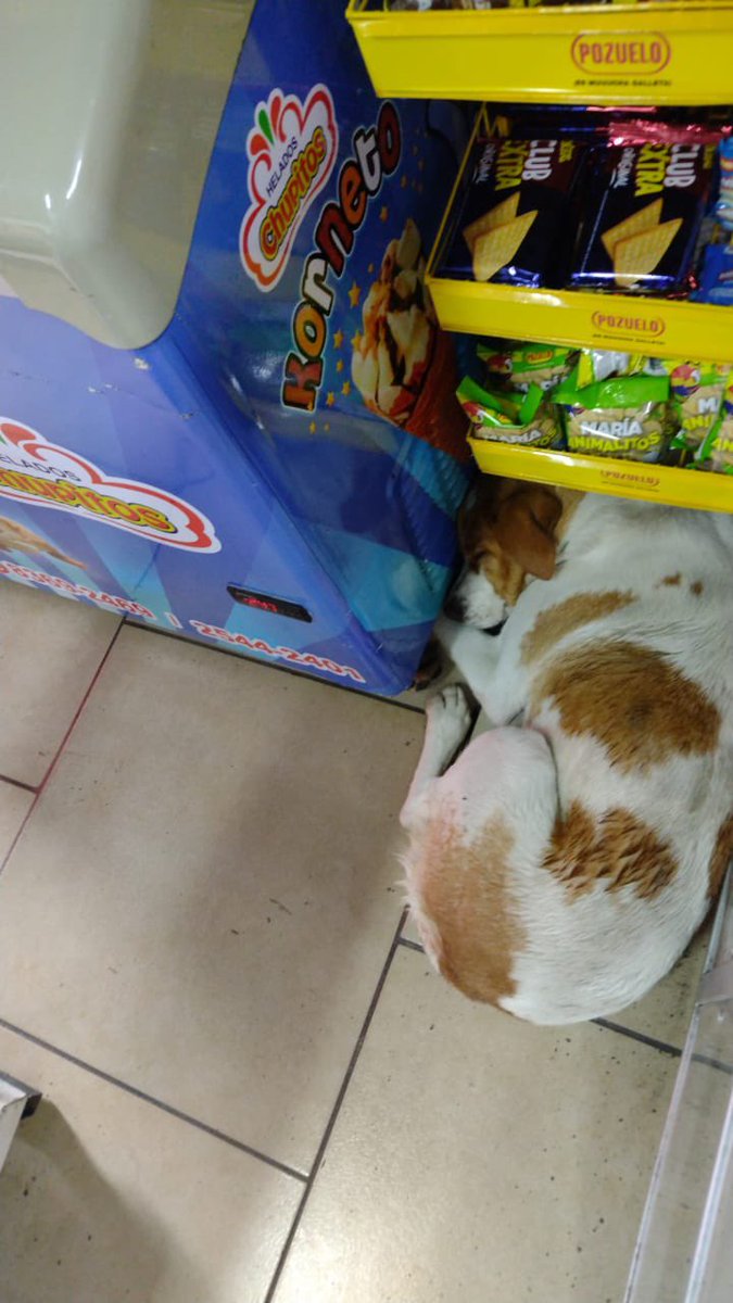 A un piedrero le pagaron para ir a perder a este perrito y lo quería tirar al río. Una muchacha lo pudo salvar y ahorita le estamos buscando casa cuna o adoptante!!