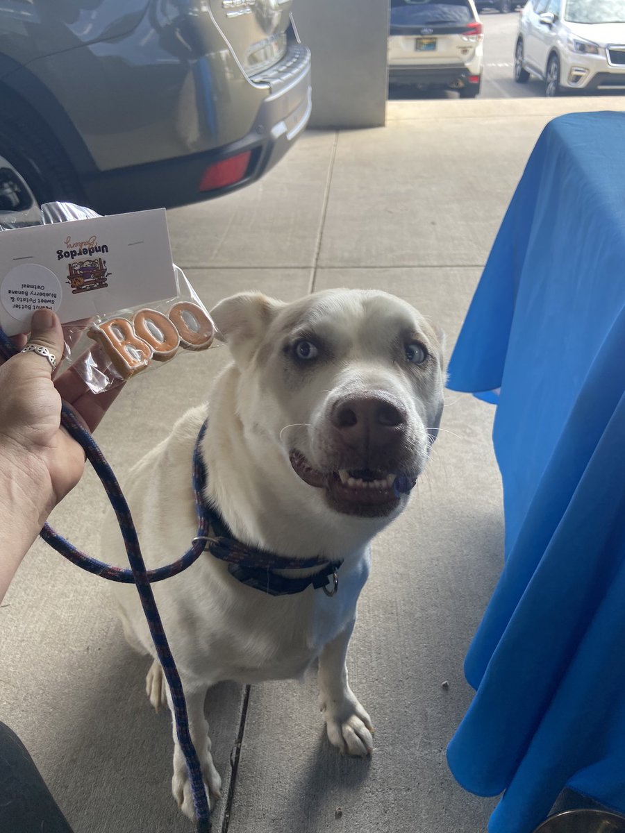 Jack Frost <a href="/LMSubaru/">Landers McLarty Subaru Huntsville</a> - look at him eyeing his treat last week from Underdog Bakery!