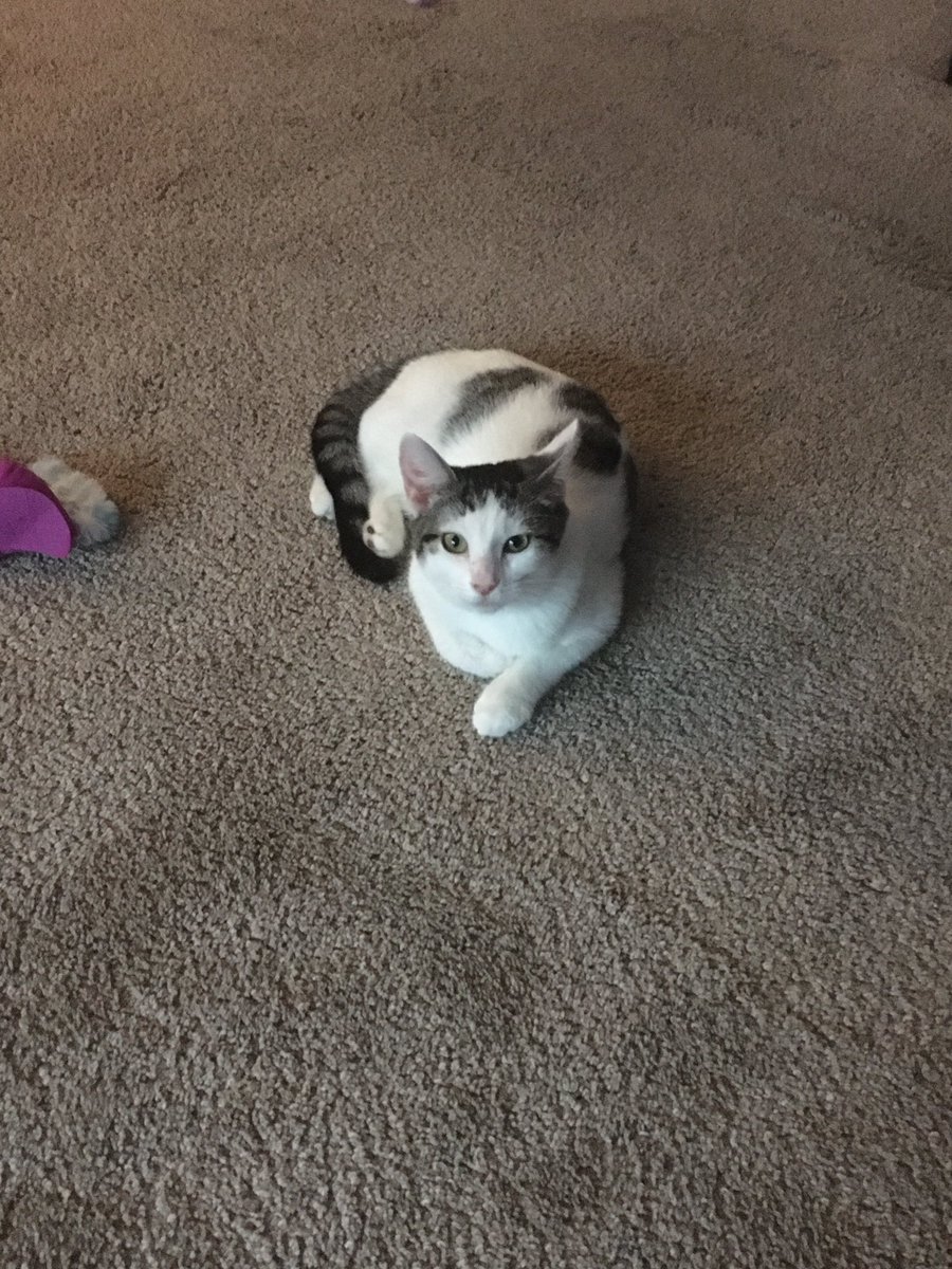 Got Hazel 2 days ago? She is such a big lover bug it’s insane I love her so much! Her and the male cat Comrade get along quite nice as well.