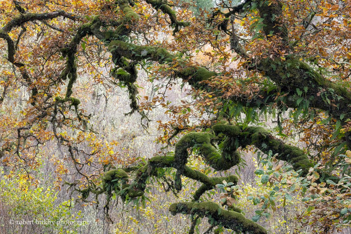 One from a few days ago up north. #Scotland #Autumn
