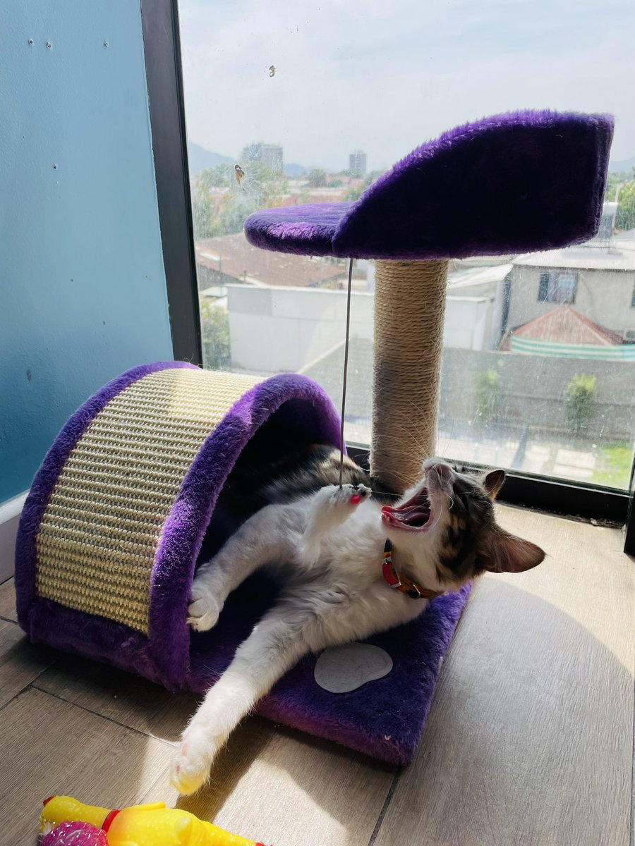 araxeli09's tweet photo. MISHA 😺💜 https://t.co/WEW2rX4Kgz