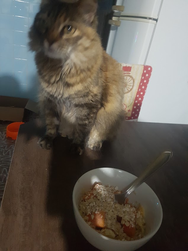 meowvember - days 3-4 - bakr #pixelart #ドット絵 #meowvember

Could not find a photo of her doing exactly that but i guarantee she did that a bunch of times when I was eating my breakfast