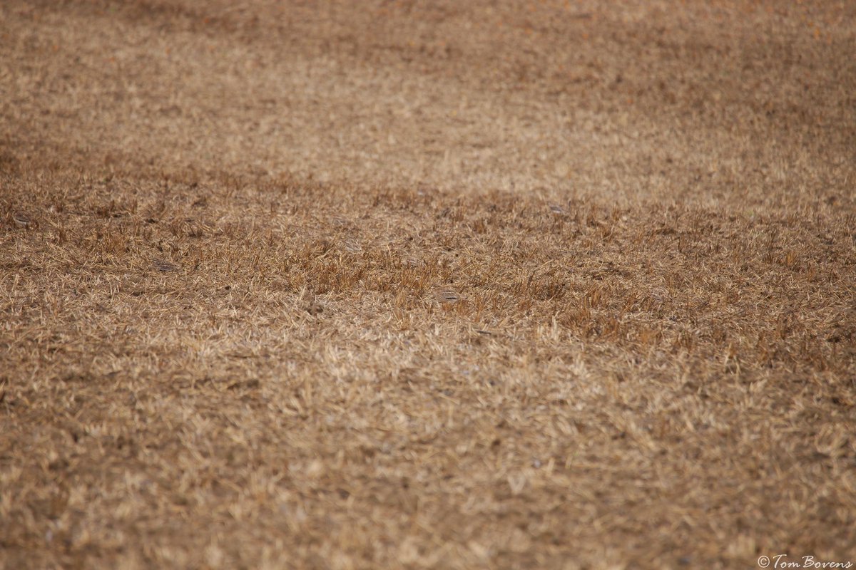 Tom Bovens 🪶 tweet media