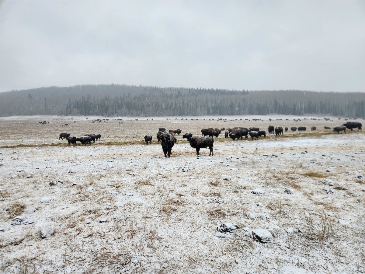 ha_koekemoer's tweet photo. Winter is slowly setting in and feeding has started! 🦬 Hoping for alot of snow and a wet spring! #BCPeace #BisonRanching https://t.co/Mn9bGQ1SsJ
