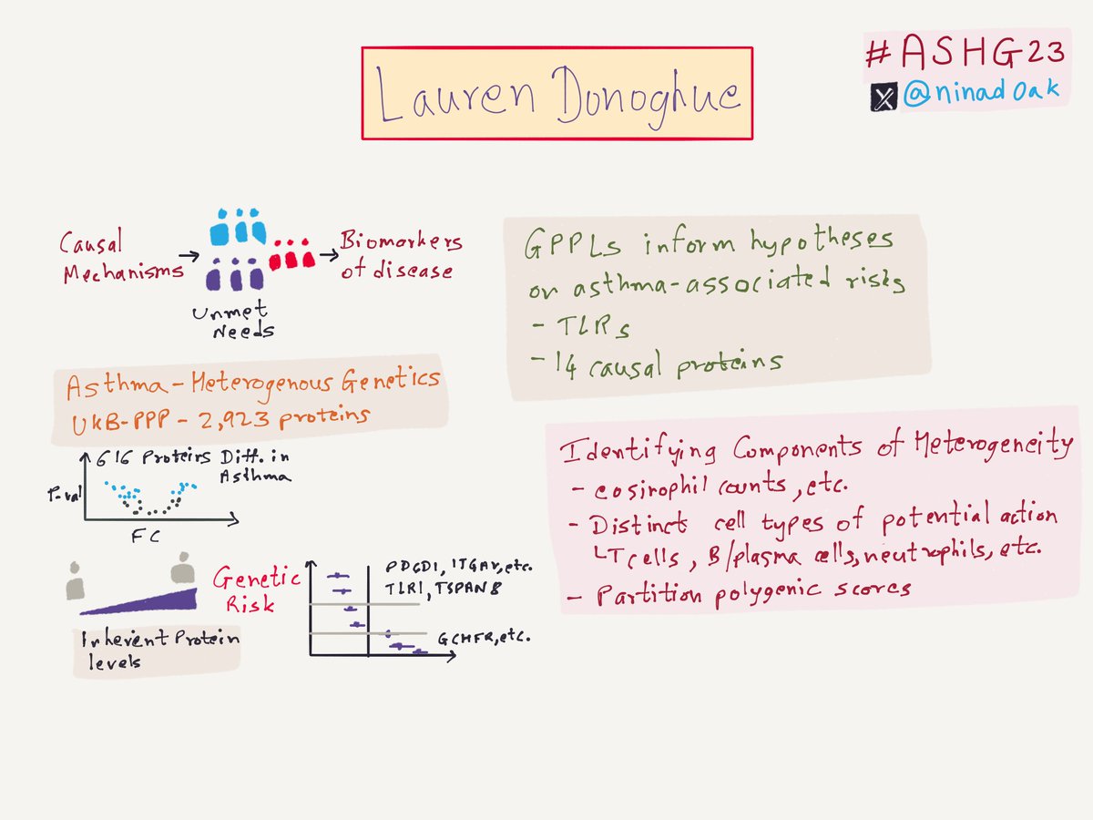 Lauren Donoghue on Asthma risk and heterogeneity using UKBB proteomics data. #ASHG23 #ASHG2023