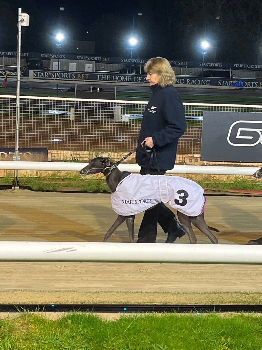The boy is back in action tomorrow @TowcesterRaces  for the start of the Puppy Derby. First 3 will do, safe and sound the priority as always ♥️
 
#GoldenPalace
@BrownGreyhounds