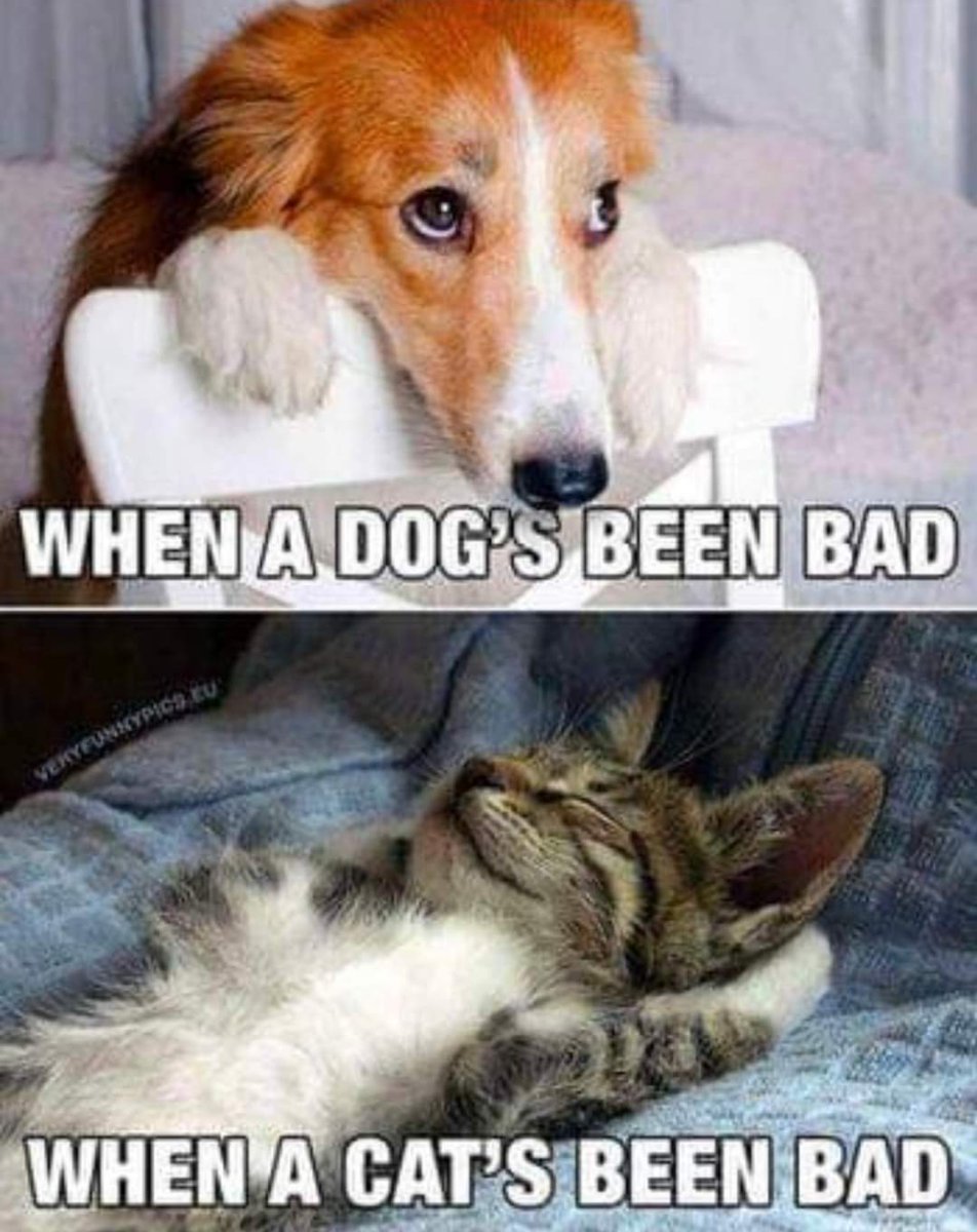 ArouraBlossom's tweet image. True story! 😹🐾👑💕🌸🐾😹
#funniesttweets #Caturday #dogsofx #CatsOfX