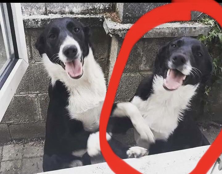 colliesontherun's tweet photo. MISSING #CARLOW? TRAIN π STATION AREA #IRELAND
#MissingDueToFireworks
#Sheepdog missing
(both got frightened by fireworks π₯ last night..one was caught)
but other one on right of this picture still loose..pls share
@Carlow_Co_Co @Michellecstitch @MissingdogsNI @MissingStolen https://t.co/elufbKoBxK