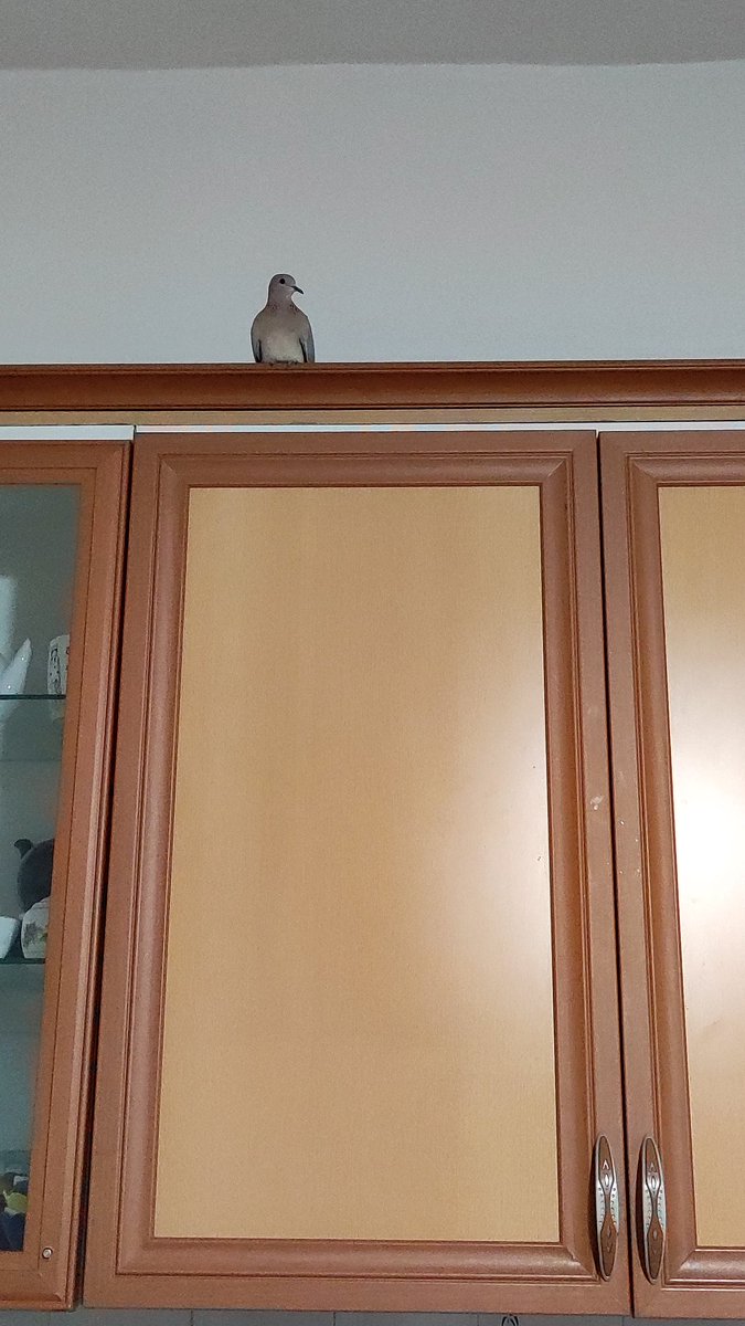 امشب مهمون داریم. درو باز کردم یهو اومد تو.. الان یه ساعته ریلکس همینجا نشسته..