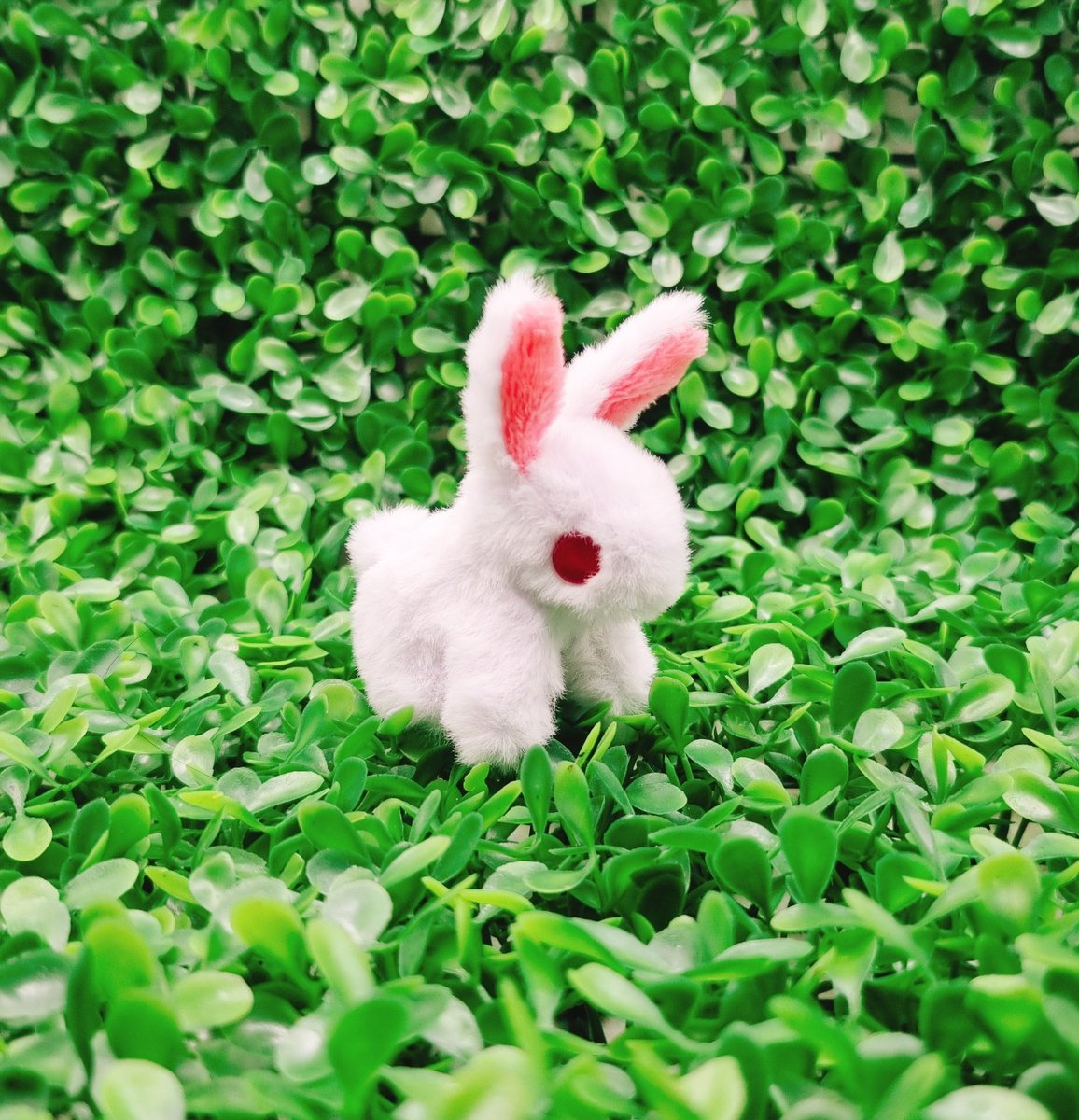 꼬누비 tweet media