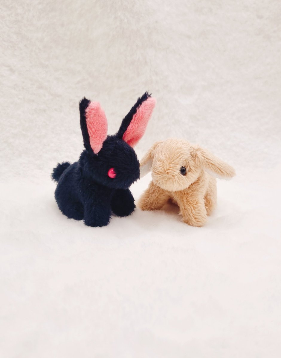 꼬누비 tweet media