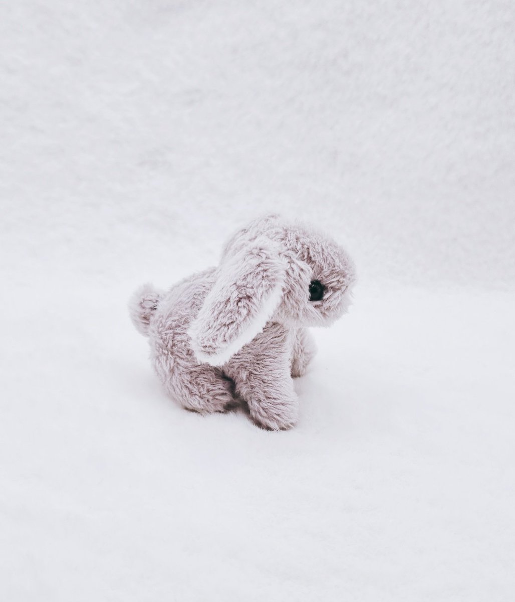 꼬누비 tweet media