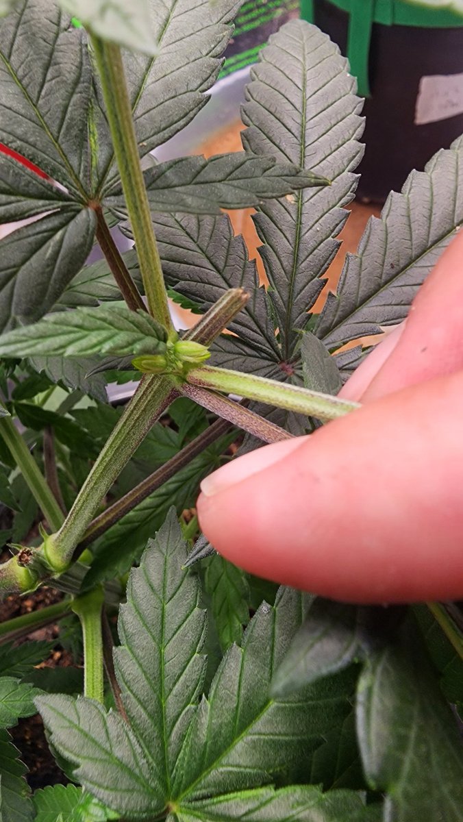 What causes a plant to flower
while under 18hr lighting? I was going through my plants tonight and found two of them had turned ☹️

#mmemberville #growmies #growyourown #Cannabis #weed