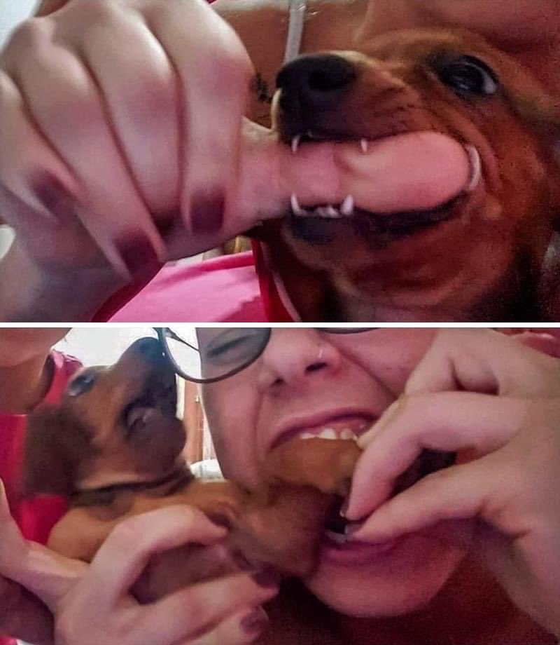 💖 (@twaniimals) on Twitter photo 