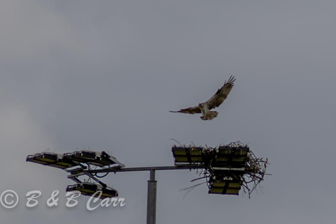 Lucky enough to capture these guys flying about yesterday #eastgosford #centralcoastnsw #birds #wildlifephotography #ospreys #birdsofprey