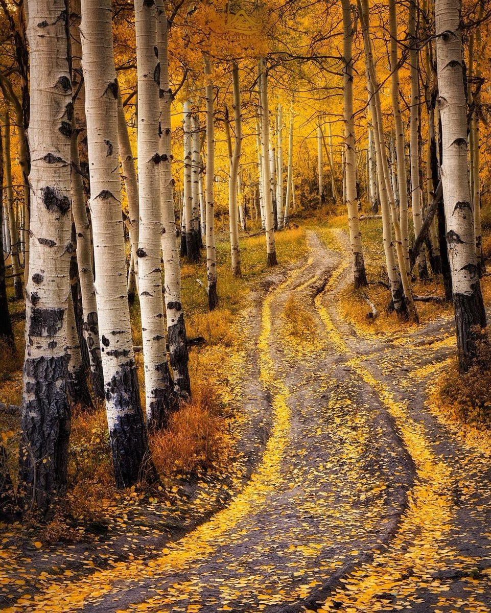 travelersdy's tweet photo. Fall in San Juan Mountains, Colorado, USA 🇺🇸 

✨ Fall brings incredible changes to the alpine terrain in the San Juan Mountains of Southwest Colorado. Fall foliage glistens with golden leaves of the cottonwood and aspens, as well of the reds of the oaks. The proliferation of summer wildflowers has succumbed to the first freezes of fall subsequently turning the understory of berry bushes and sub-alpine tundra orange and ruby red. All this beauty is crowned by the stunning granite peaks of the largest mountain range in Colorado. Lucky photographers get a new blanket of snow on the peaks adding another layer to accent the panoply of color. The leaves typically begin changing around the tenth of September, and  peak color is often the third week of September. However, there are ample patches of golden aspens well into the second week of October in most years.
📸 credits to the owner