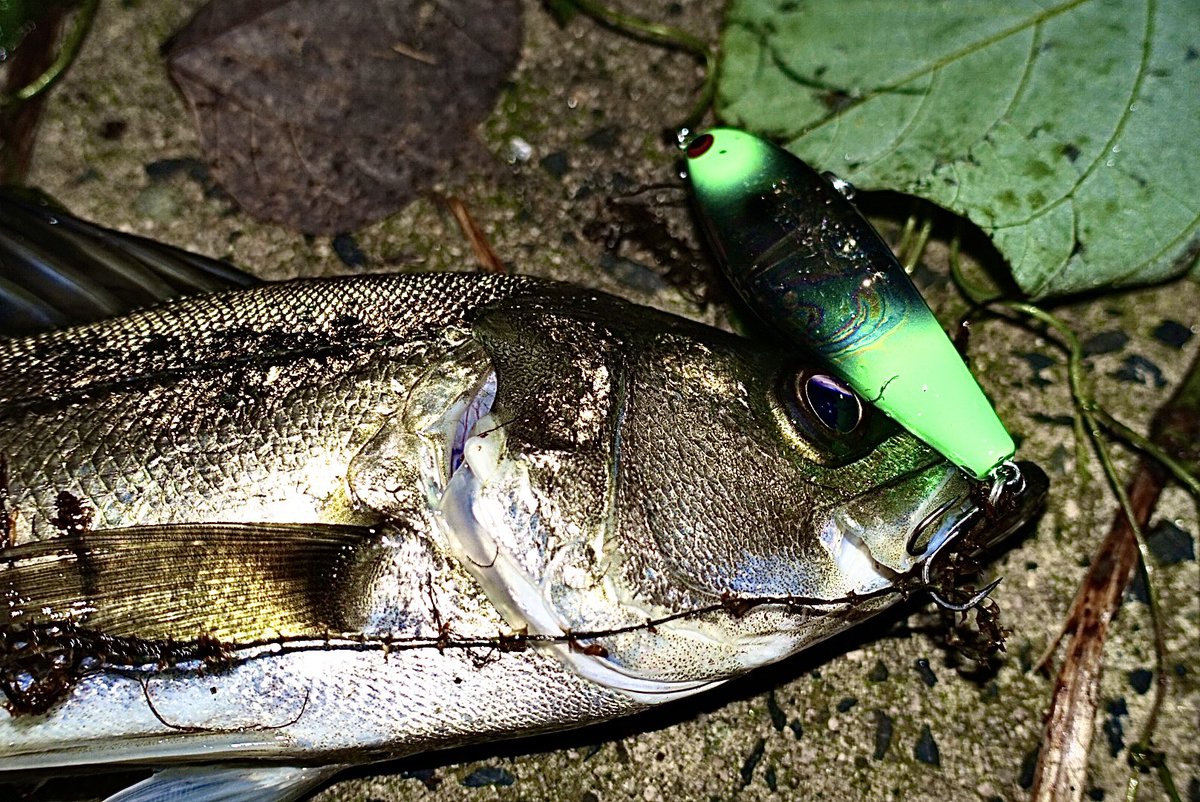 toshizou0036's tweet image. 昨夜は２バイト１キャッチ…
最初の魚が少し良いサイズだった…

ジグザグベイトのギャラルグリーンは本当万能カラー😎

#fimo #fimoフィールドモニター 
#pr @fishing_yukari