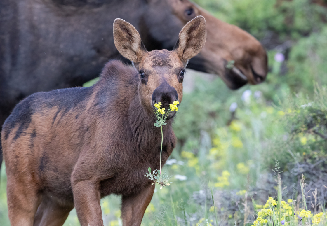 Join us in celebrating the 50th anniversary of #EndangeredSpeciesAct! Share a photo you've taken of your favorite animal in the comments & spread awareness about the importance of protecting endangered species. #ESA50

📸 of a calf moose by Loren Merrill (sharetheexperience.org)