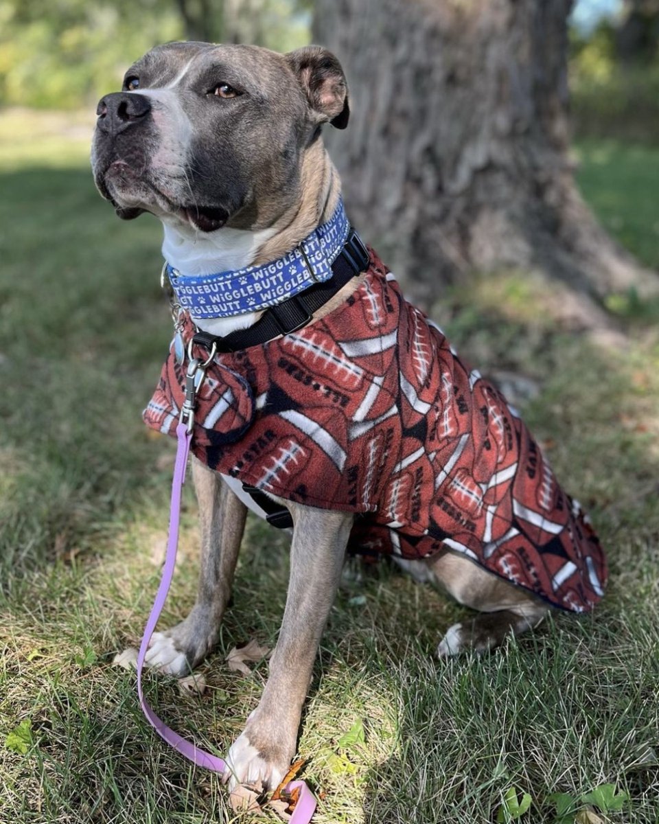 Who is ready for some football? Time to #BoilerUp and take it to the #Wolverines! #PetsofPurdue @boilerfootball @UMichFootball @lifeatpurdue @UMich