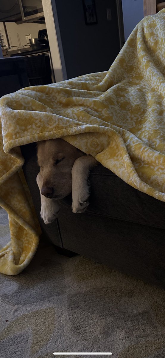 egadnurB11's tweet photo. ⁦@GoldretrieverUS⁩ #grc Rosie is sleepy. She loves you all. https://t.co/XsBp34Vk6c