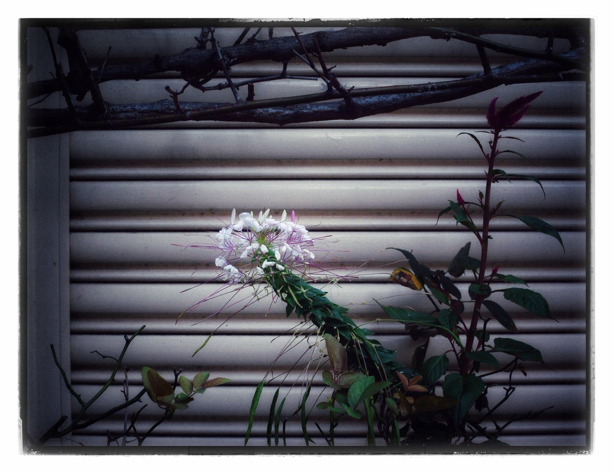 kikutaroid's tweet photo. 記録
#街歩き
#scene
#花 #flower
#植物 #plants
#シャッター #shutterwall
#路傍 #roadside
#nikon #nikon1 #nikon1v2 #v2 #nikon1mount
#nikkor #1nikkor #1nikkor18point5_1point8
#singlefocuslens #aflens
#trimmed #retouched #filtereffects
#maxcurveapp #snapseedapp https://t.co/o8rTzoAJbR