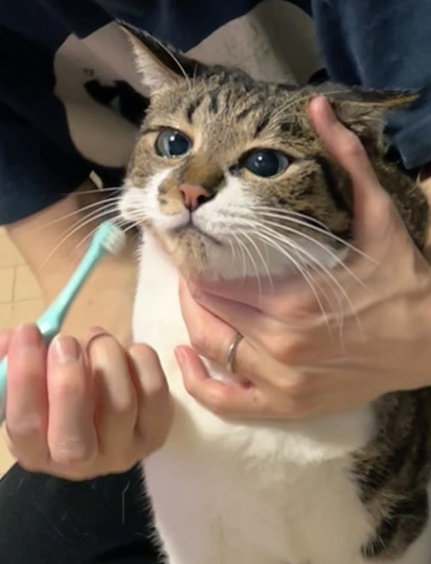 marie_mamachan's tweet photo. 不安しかない猫
#猫がいる幸せ #猫好きさんと繫がりたい #猫 https://t.co/AXxnOgmCL0