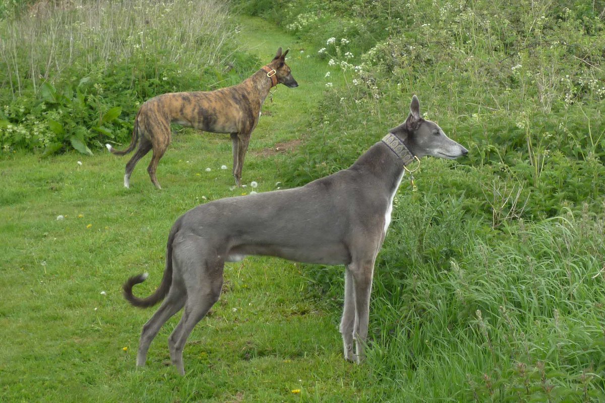@SurreyGrey I can't find the post now, but I didn't realise that Rena's dad was Honcho Classic - she was half-sister to our first greyhound - Blue - such a handsome bloodline :-)