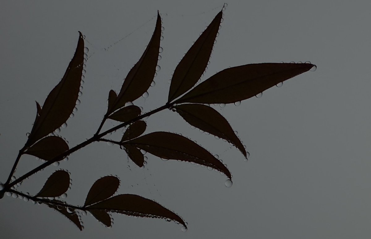 buddcom's tweet image. Foggy mornings, a weather phenomenon caused by tiny water droplets suspended in the air, is often seen in the autumn months.#autumn #watersrop #naturelovers #NaturePhotograhpy