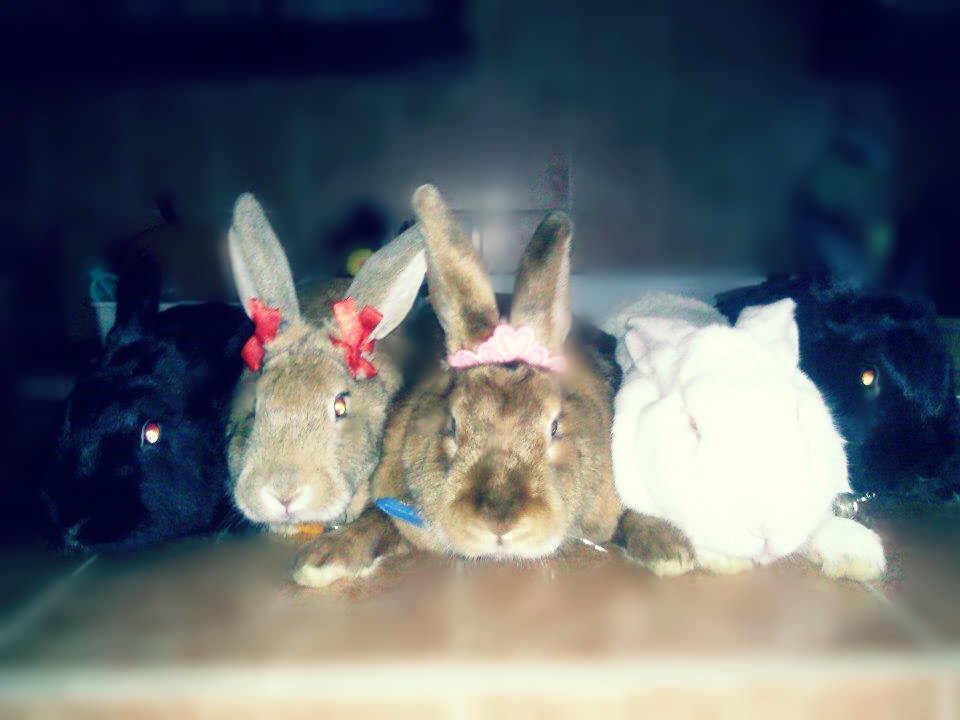fri_dom96's tweet photo. #NosVolveremosAEncontrar mis hermosos bebés conejitos pochitos, siempre serán recordados con amor infinito como el que ustedes nos dieron. 🖤🐰✨ https://t.co/Gu6SQ2bfyv