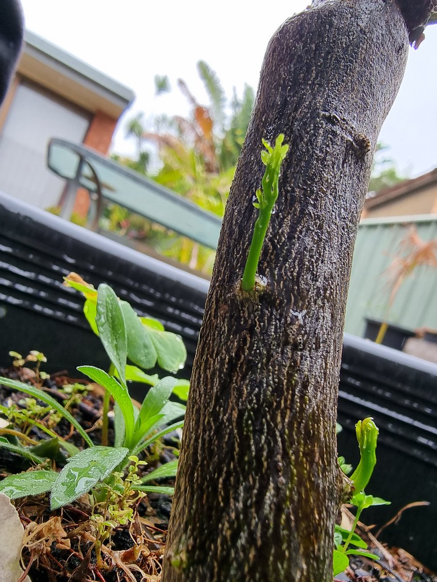 I was pretty sure my fingerlime tree died and was about to say goodbye to it then I noticed some new growth. There might be hope. I think I will keep it and see.