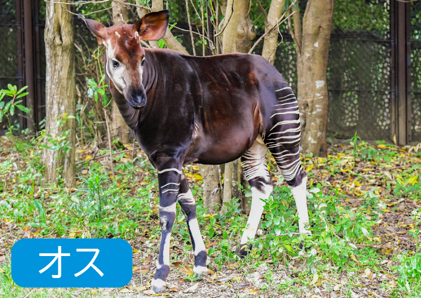 オカピ トレンド記念にオカピの豆知識を！ ・キリンの仲間です