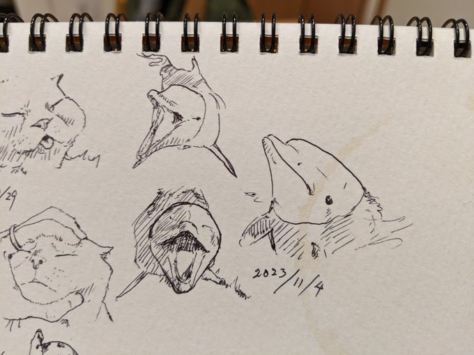 奥さんのリクエスト いるか カキカキ。 