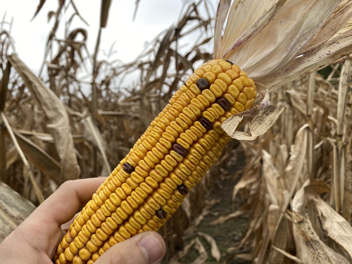 Kendal Doerksen tweet media