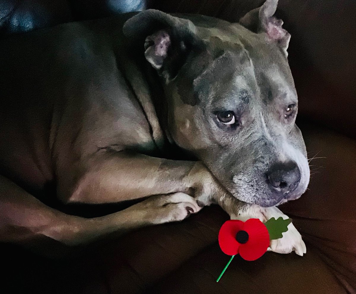 estellahavish11's tweet photo. Gretchen just had a mass cell tumour removed from her forehead and she has zero tolerance for these brat know-nothing protesters harassing elderly Remembrance Poppies volunteers.π¬π§ #ZeroFcks https://t.co/btZsC0KkWd